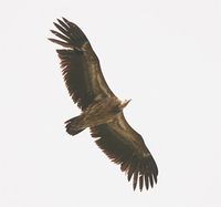 himalayan-griffon-vulture-kaz-2007.jpg