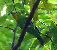 yellowthroated leafbird 7987.jpg