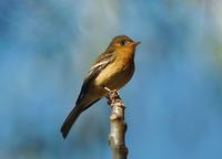 NOT SURE Ochraceous Pewee.jpg