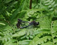mating dragonflies.jpg