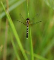 nannothemis bella8245.jpg