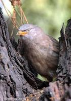 JungleBabbler.jpg