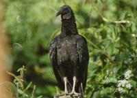 Black Vulture.jpg