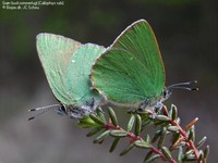 JCS Callophrys rubi 31362.jpg