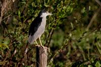 Black-crowned night-heron.jpg