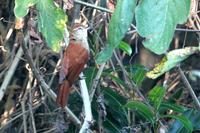 Rusty-backed spinetail.jpg