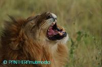 Panthera leo massaicus 08295MMGR.JPG