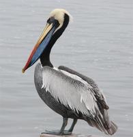 peruvian-pelican.jpg