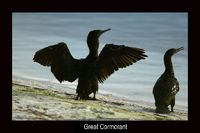 greatcormorant.jpg