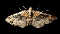 moth5296.jpg