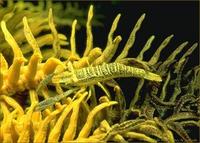 Crinoid shrimp3.jpg