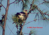 vinous-breasted starling1-pe.jpg