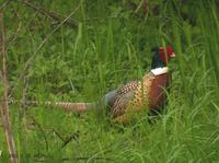 ring-necked-pheasant-4559.jpg