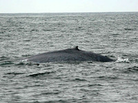 blue whale 1 shelmerdine 20061014.jpg