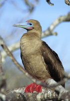 red-footed-booby.jpg