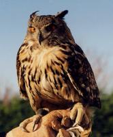 eagle owl2 lg.jpg