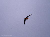 (010709)w-throated n-tailed swift-300dp.jpg