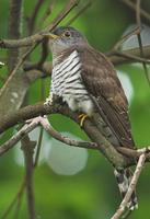 indian cuckoo 406101 mc.jpg