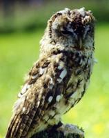 tawny owl3 lg.jpg