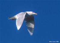 glaucous gull adult flying.jpg