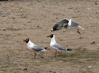 Brown-headed gulls Larus brunnicephalus.jpg