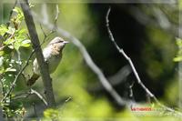 060416 Eurasian Wryneck0040.jpg