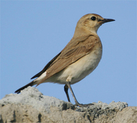 isabelline-wheatear-kaz.jpg