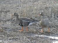 whitefront~geese~07.jpg
