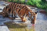 250px-Panthera tigris amoyensis.jpg