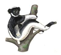 Indri indri.jpg