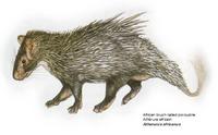 african brush tailed porcupine.jpg