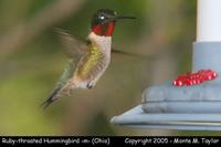 hummingbird ruby-throated m 1a.jpg