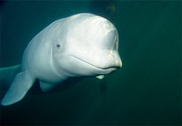 beluga-whale.jpg