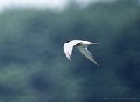 (010630)Common tern.jpg
