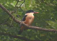 black-capped kingfisher 030717-8028-2.jpg