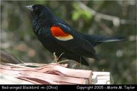 blackbird red-winged m1a.jpg