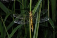 Orthetrum cancellatum 00060.JPG