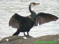 temminck s cormorant 3 pm.jpg