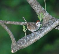 Prevosts Ground-Sparrow (2); El Paval, Chiapas, MX (WEB ).jpg