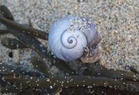 Violet-Sea-Snail-PS.jpg