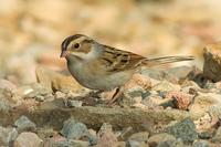 clay-coloredsparrowb.jpg