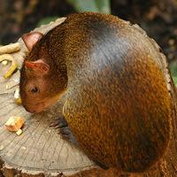 agouti-2699.jpg