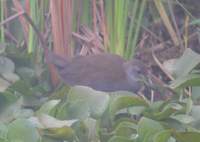 brown crake.jpg