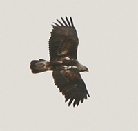 eastern-imperial-eagle-kaz-2007.jpg