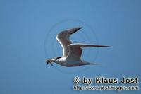 Flying-Swift-tern (00003999).jpg