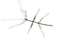 walkingstick2661.jpg