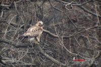 060309 Buzzard0088.jpg