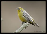 39647378.RaimondisYellowFinch.jpg