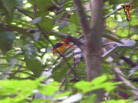 Bird040 Oriental Dwarf Kingfisher.jpg