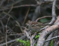 goldcrowned~sparrow~702.jpg